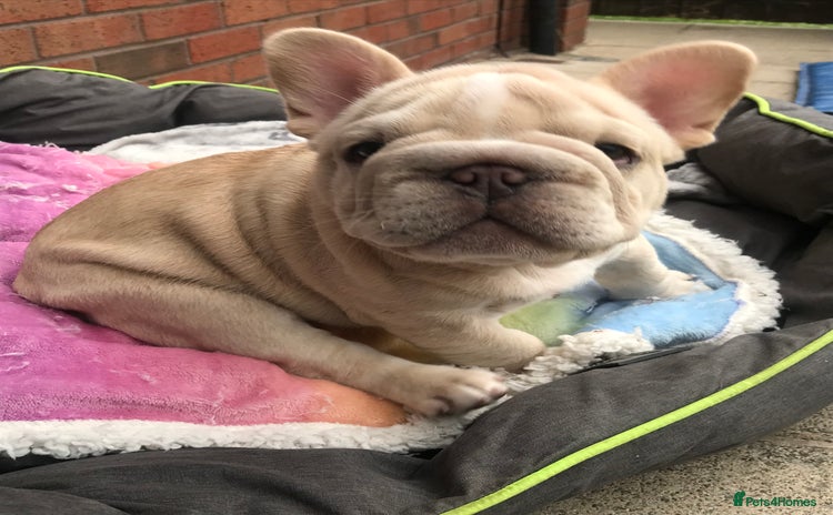 French Bulldog dogs in Liverpool - Advert 7
