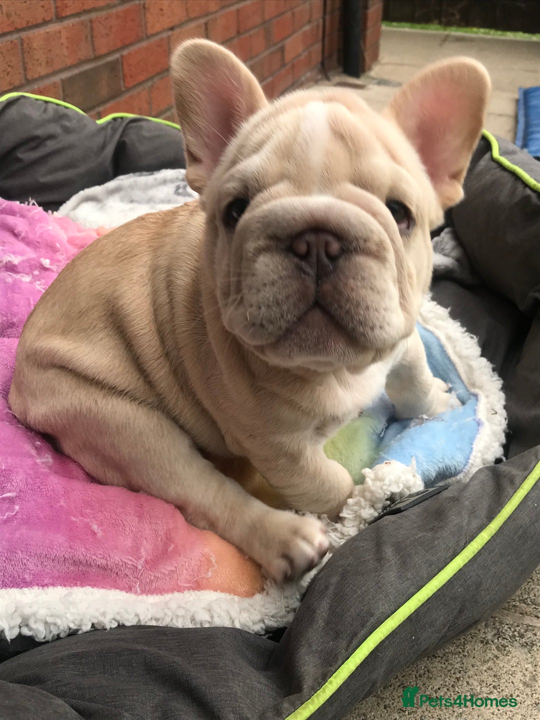 French Bulldog dogs for sale:  Price drop ⭐️French bulldogs from £1350  to £1500 in Liverpool - Image 2