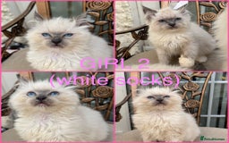 Ragdoll cats for sale: Beautiful ragdoll babies READY NOW - Image 4