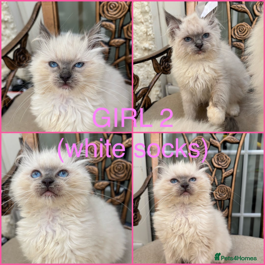 Ragdoll cats for sale: Beautiful ragdoll babies READY NOW - Image 4