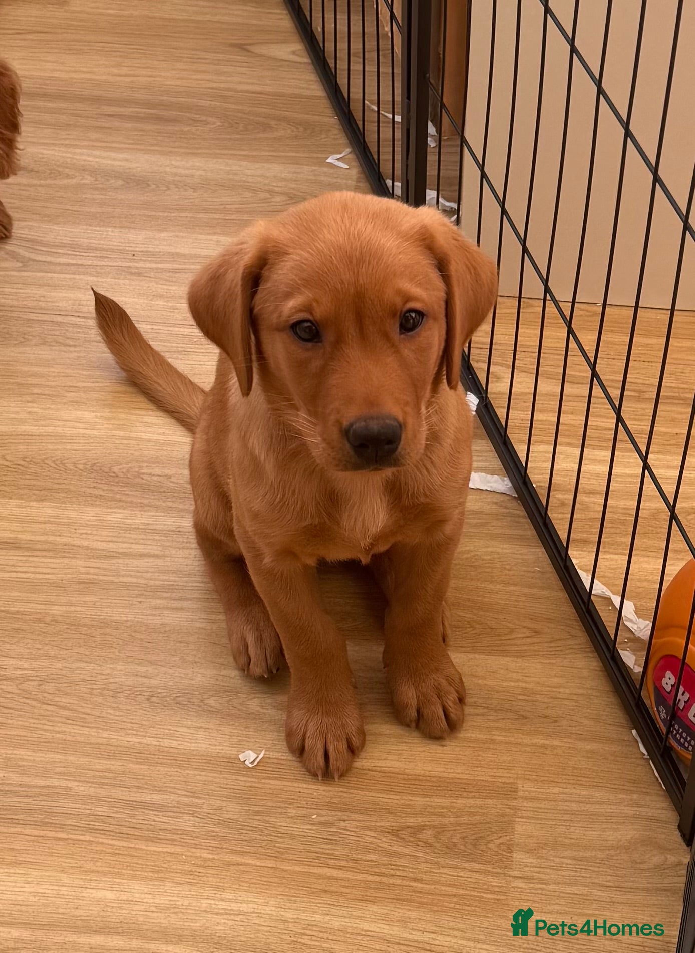 Labrador Retriever dogs 5* KC Reg Fully Health Tested Fox Red Labradors - Advert 1