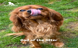 Cavalier King Charles Spaniel dogs for sale: Excessively tested Cavalier King Charles Spaniels - Image 27