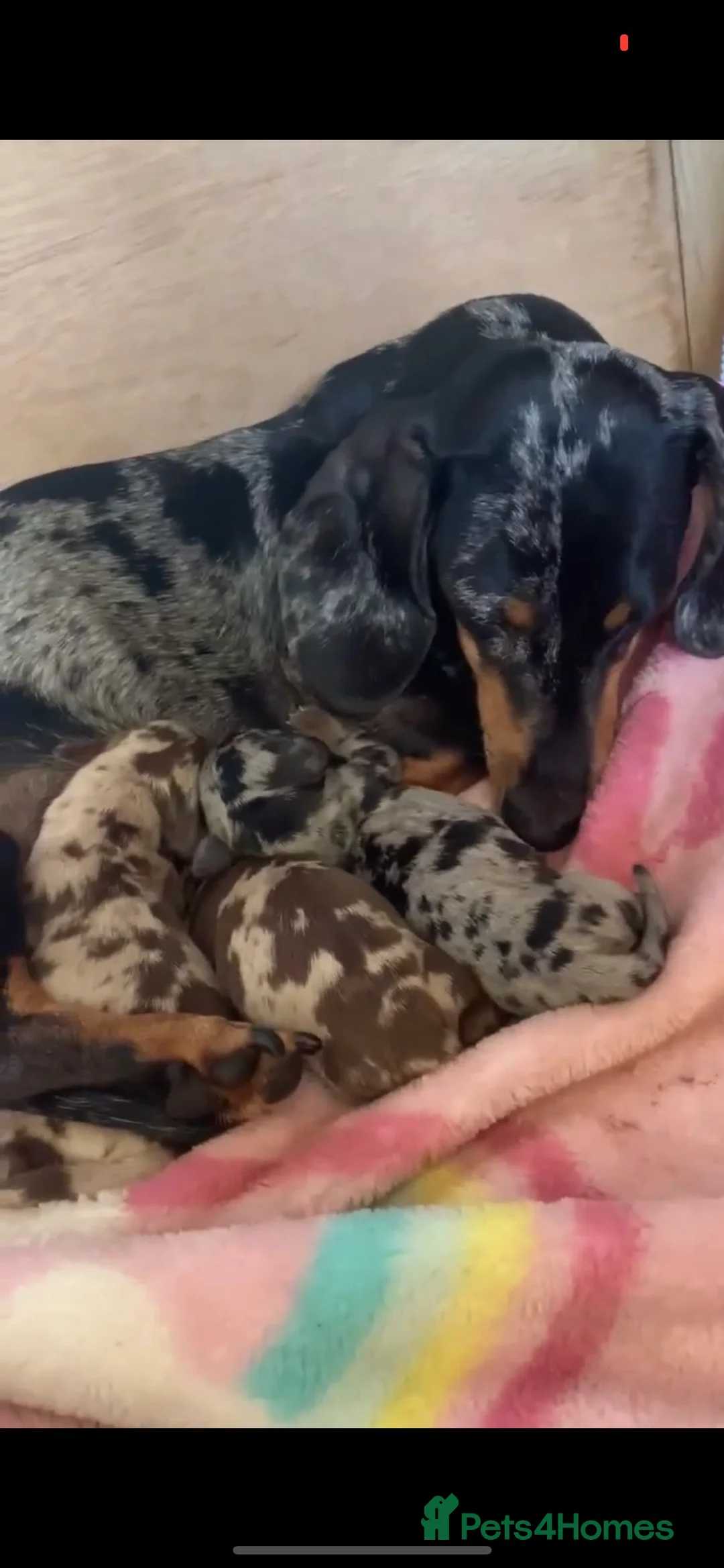 Miniature Dachshund dogs for stud: Well proven, KC, PRA clear Miniature Dachshund in Hinckley - Advert 11