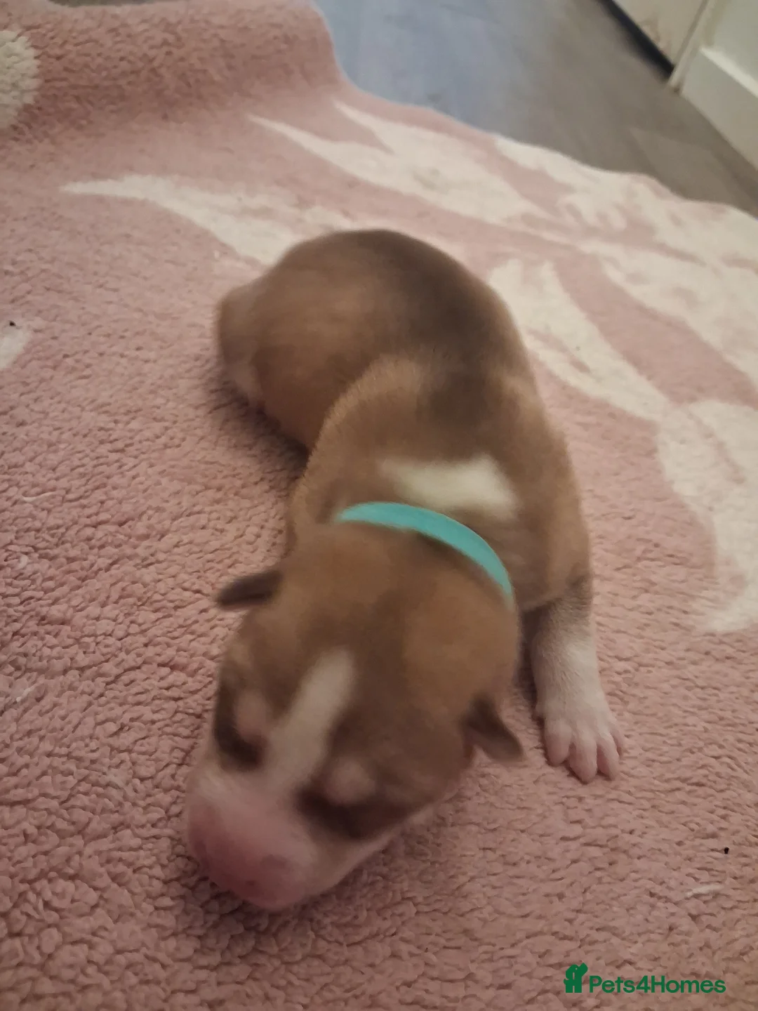 Siberian Husky dogs for sale: Sandra  - Advert 35