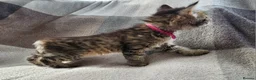 Siberian cats for sale: Traditional pure Siberian kittens, TICA reg - Advert 13