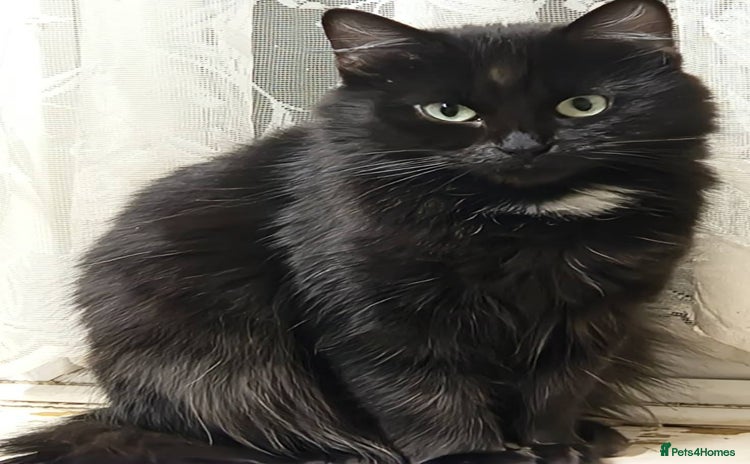 Mixed Breed cats absolutely beautiful grey female kitten  - Advert 1