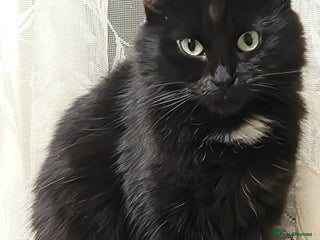 Mixed Breed cats absolutely beautiful grey female kitten - Advert 1