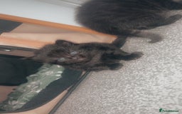 Mixed Breed cats for sale: 2 beautiful jet black kittens  - Image 2