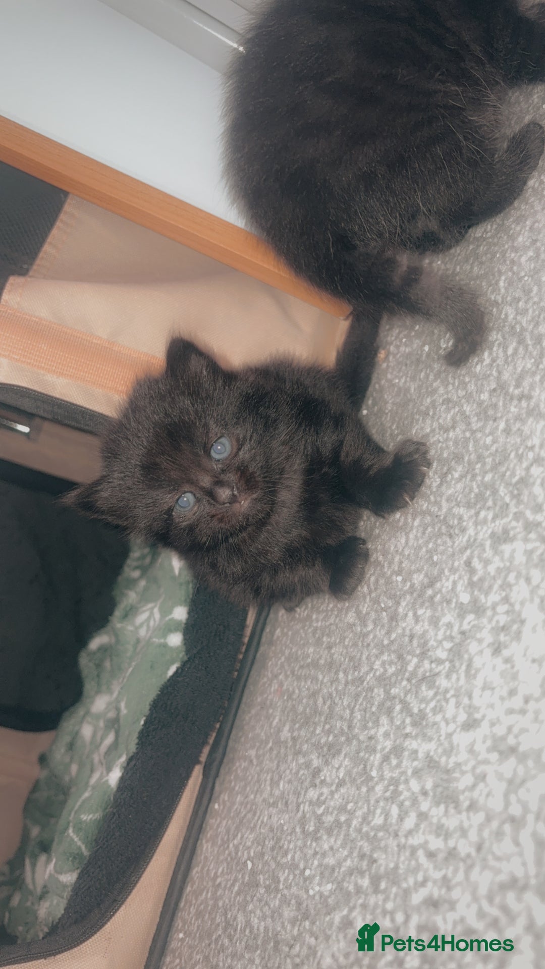 Mixed Breed cats for sale: 2 beautiful jet black kittens  - Image 2