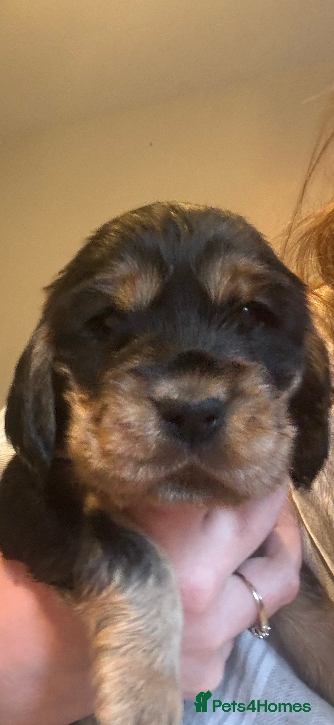 Cocker Spaniel dogs for sale: 3 beautiful kc reg show cocker spaniel puppies - Advert 4