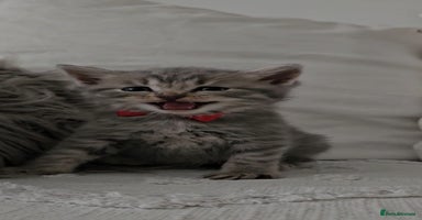 British Shorthair cats - Advert 5
