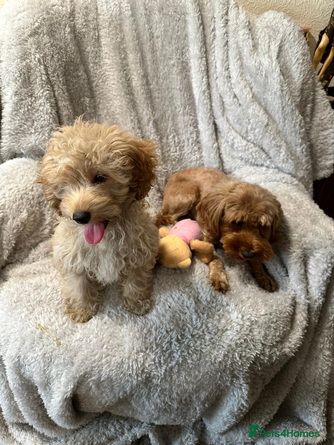 Cockapoo dogs for sale: F1b cockerpoo’s  - Image 6