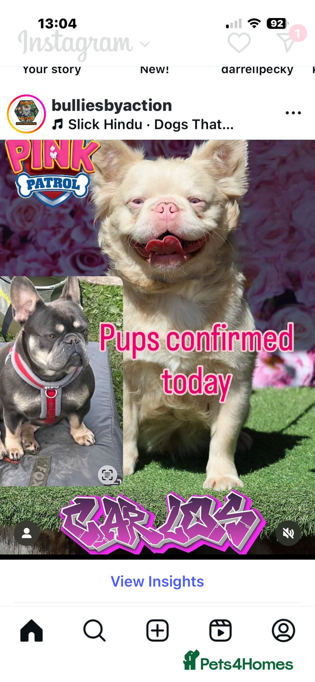 French Bulldog dogs for sale: French Bulldog Puppys - Advert 15