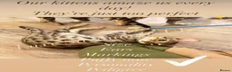 Savannah cats for sale: 🐆Worlds Best Pedigree F2 & F3 Savannah Kittens 🐆 - Advert 6