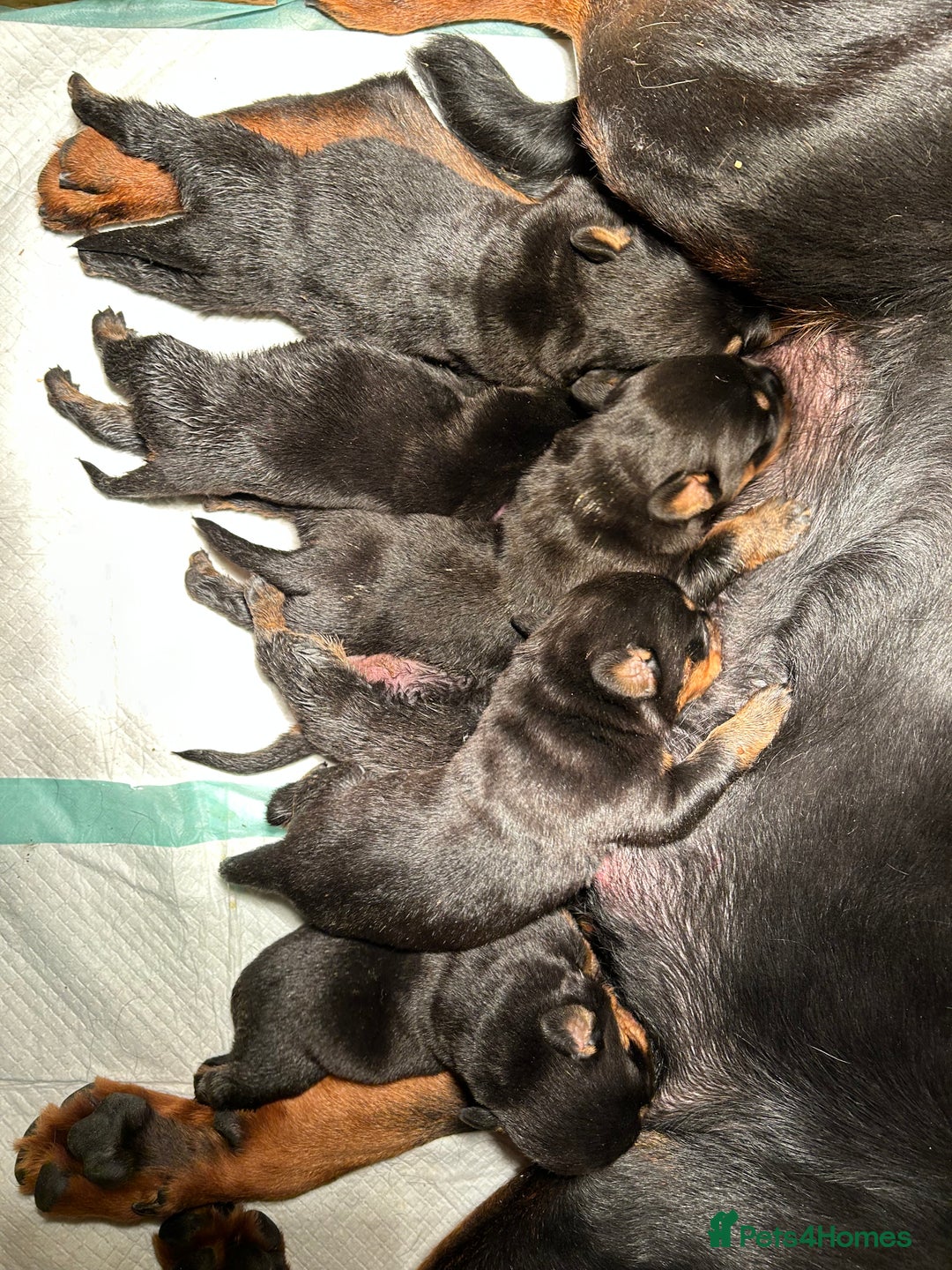 Rottweiler dogs for sale: Champion  bloodline Rottwiler Puppies  - Advert 4