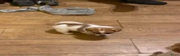 Mixed Breed dogs for sale: READY NOW….. Jack Russell beautiful litter of boys - Advert 18