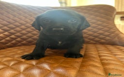 Springador dogs for sale: Last Springador girl left, ready to leave now - Image 19