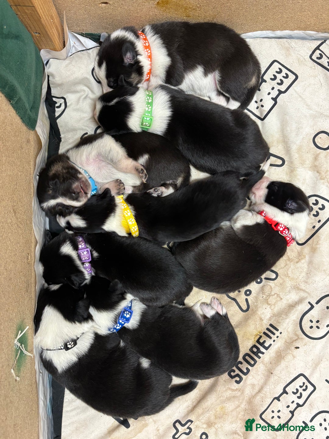 Border Collie dogs for sale: Border collie puppies - Advert 17