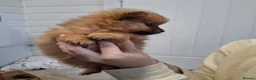 Pomeranian dogs for sale: Pomerainian pups for sale - Advert 4