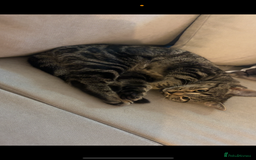 American Shorthair cats for sale: Female cat 1 year old  - Image 2