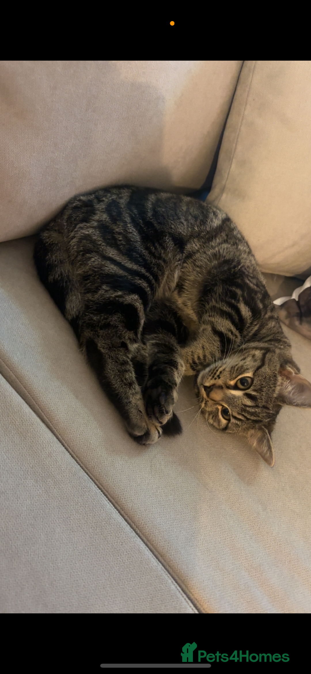 American Shorthair cats for sale: Female cat 1 year old  - Image 2