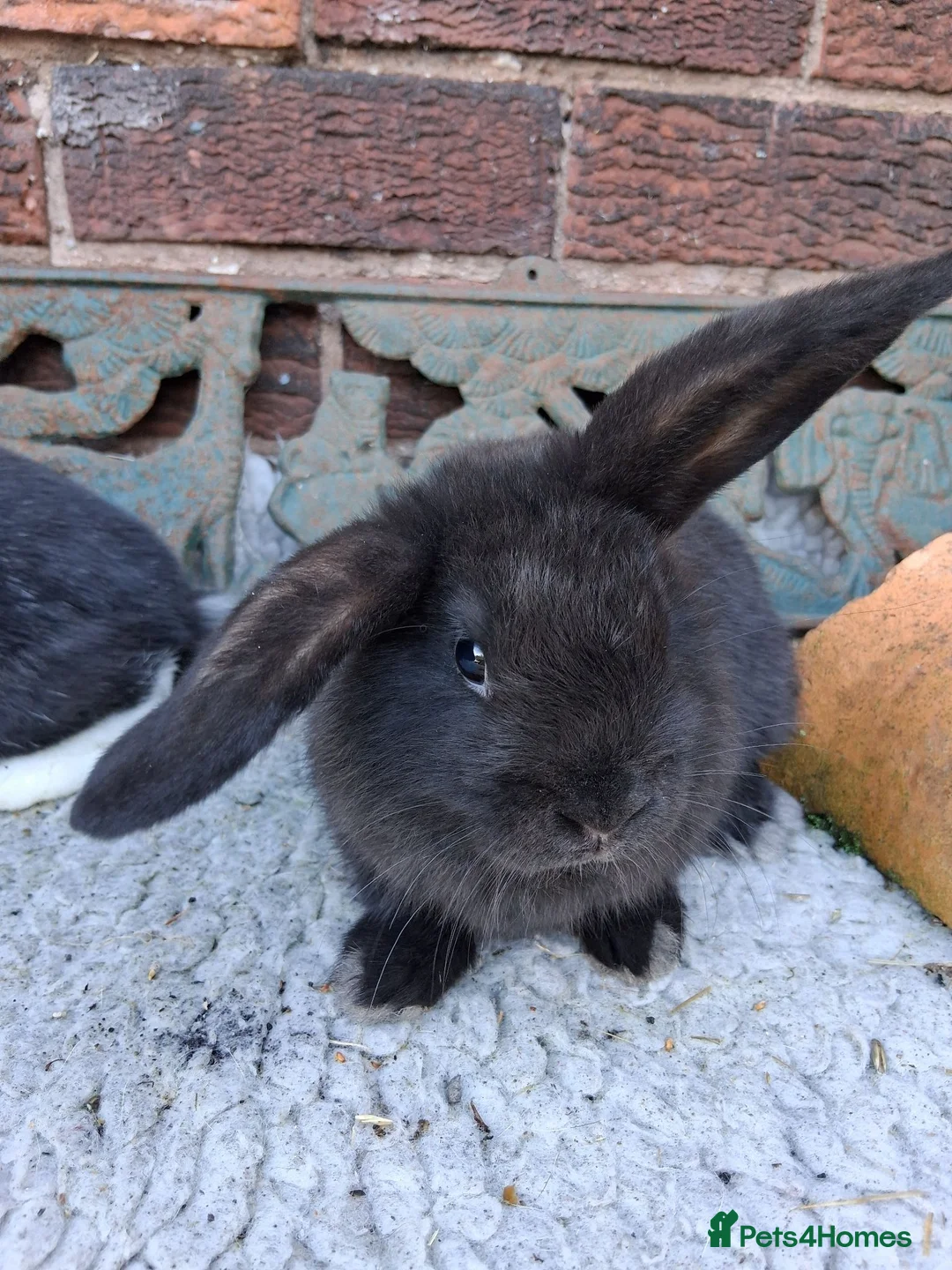 Mini Lop rabbits for sale: Two fabulous mini lop rabbits ready to go - Advert 2