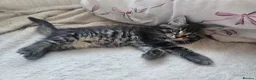 Mixed Breed cats for sale: 3 gorgeous kittens  - Advert 11