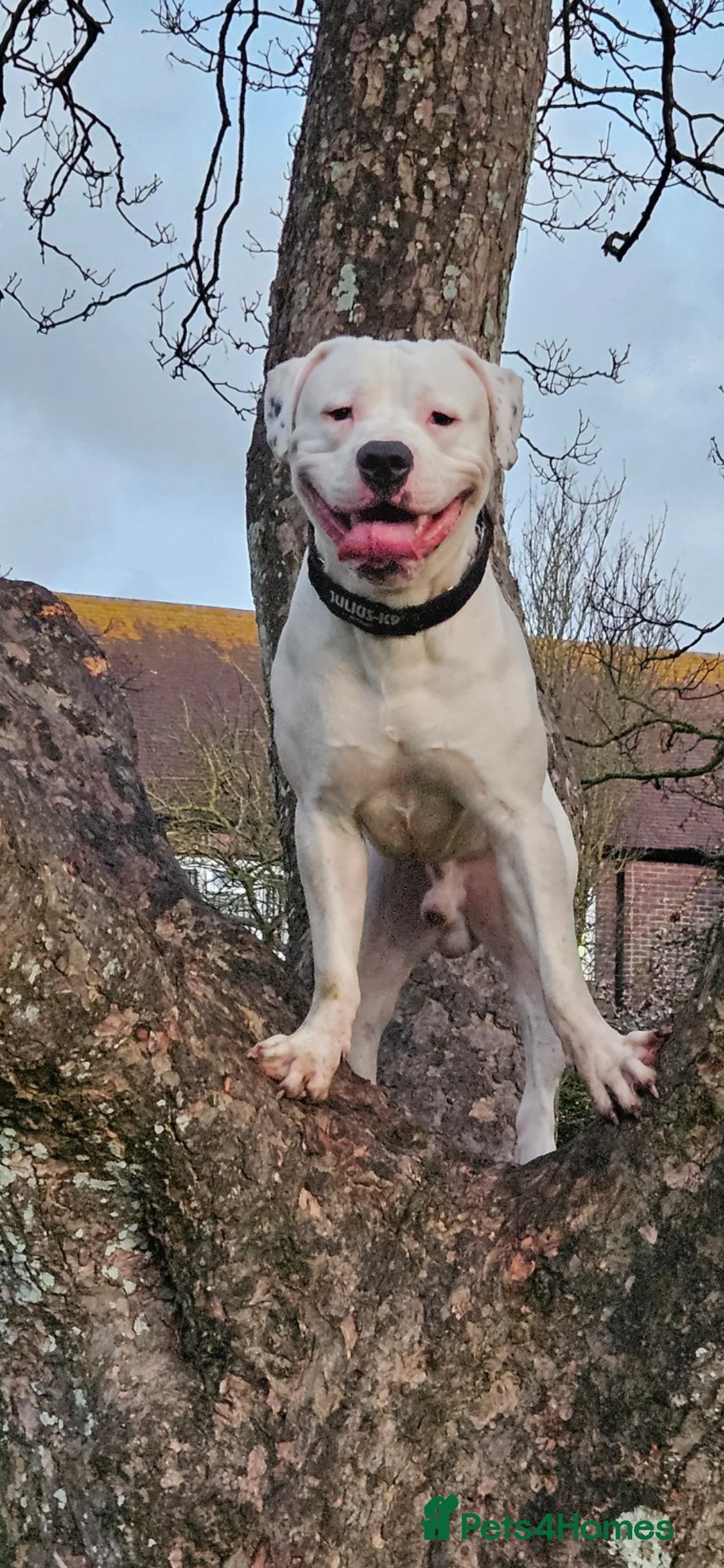 Mixed Breed dogs for sale: His name is dion - Advert 2