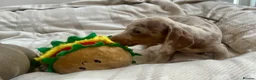 Miniature Dachshund dogs for sale: Miniature Dutch hound puppies - Advert 9