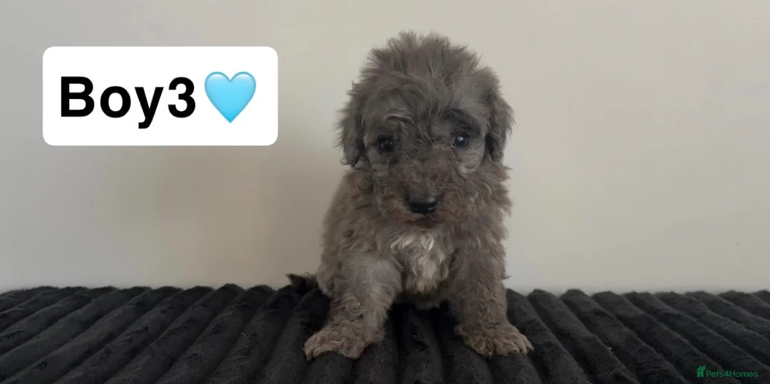 Cockapoo dogs for sale: Cockapoo puppies  - Advert 18