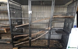 Chinchilla rodents for sale: Chinchilla pair and full set up - Image 2