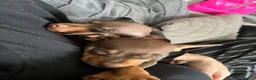 Miniature Pinscher dogs for sale: Beautiful 5generation pedigree min pin pupp - Advert 20