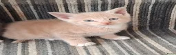Mixed Breed cats for sale: FLUFFY MAINE COON CROSS KITTENS - Advert 17