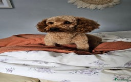 Toy Poodle dogs for sale: Leo sweet boy - Image 1