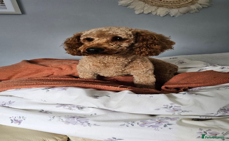 Toy Poodle dogs - Advert 13