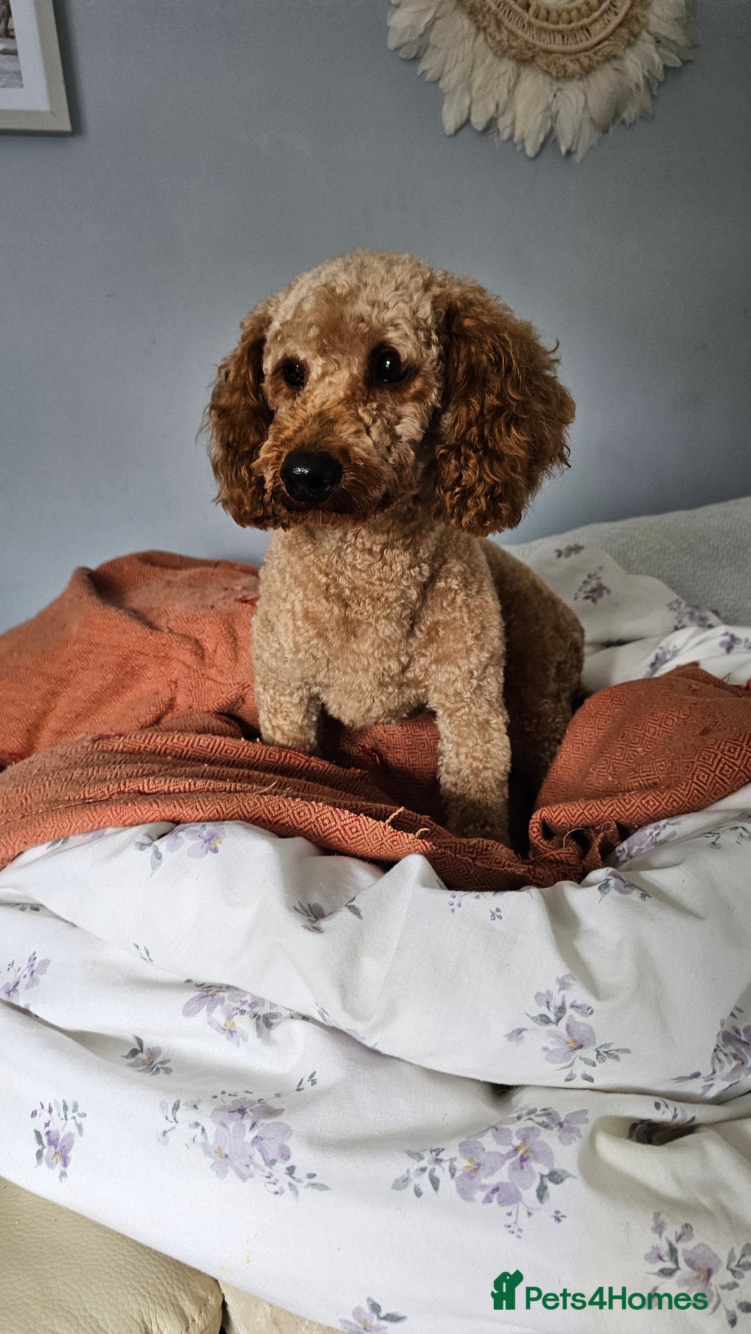 Toy Poodle dogs for sale: Leo sweet boy - Image 1