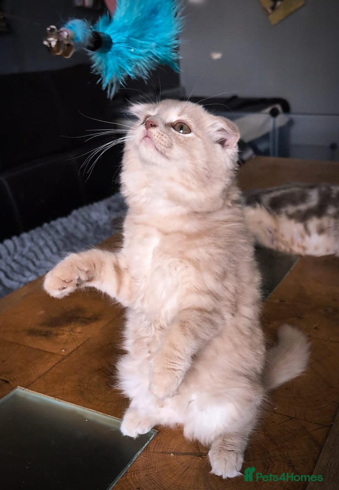 Scottish Fold cats for sale: 💙FAWN TICA active for BREEDING 🩵 Scottish Fold❣️ - Image 13
