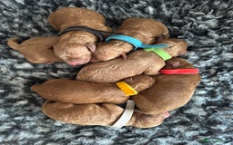 Cockapoo dogs for sale: 🌈 Stunning Cockapoo Puppies - DNA Clear Parents - Image 1