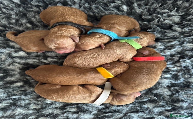Cockapoo dogs - Advert 1