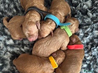 Cockapoo dogs - Advert 32