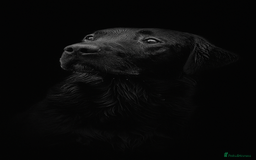 Labrador Retriever dogs for stud: Labrador Stud - Image 1