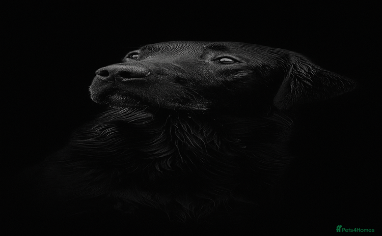 Labrador Retriever dogs - Advert 2