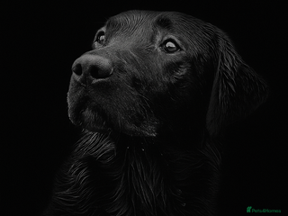 Labrador Retriever dogs Black Labrador Stud - Fox red x Black bloodline - Advert 1