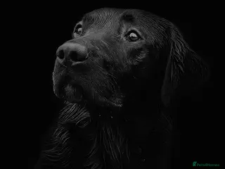 Labrador Retriever dogs Black Labrador Stud - Fox red x Black bloodline - Advert 1