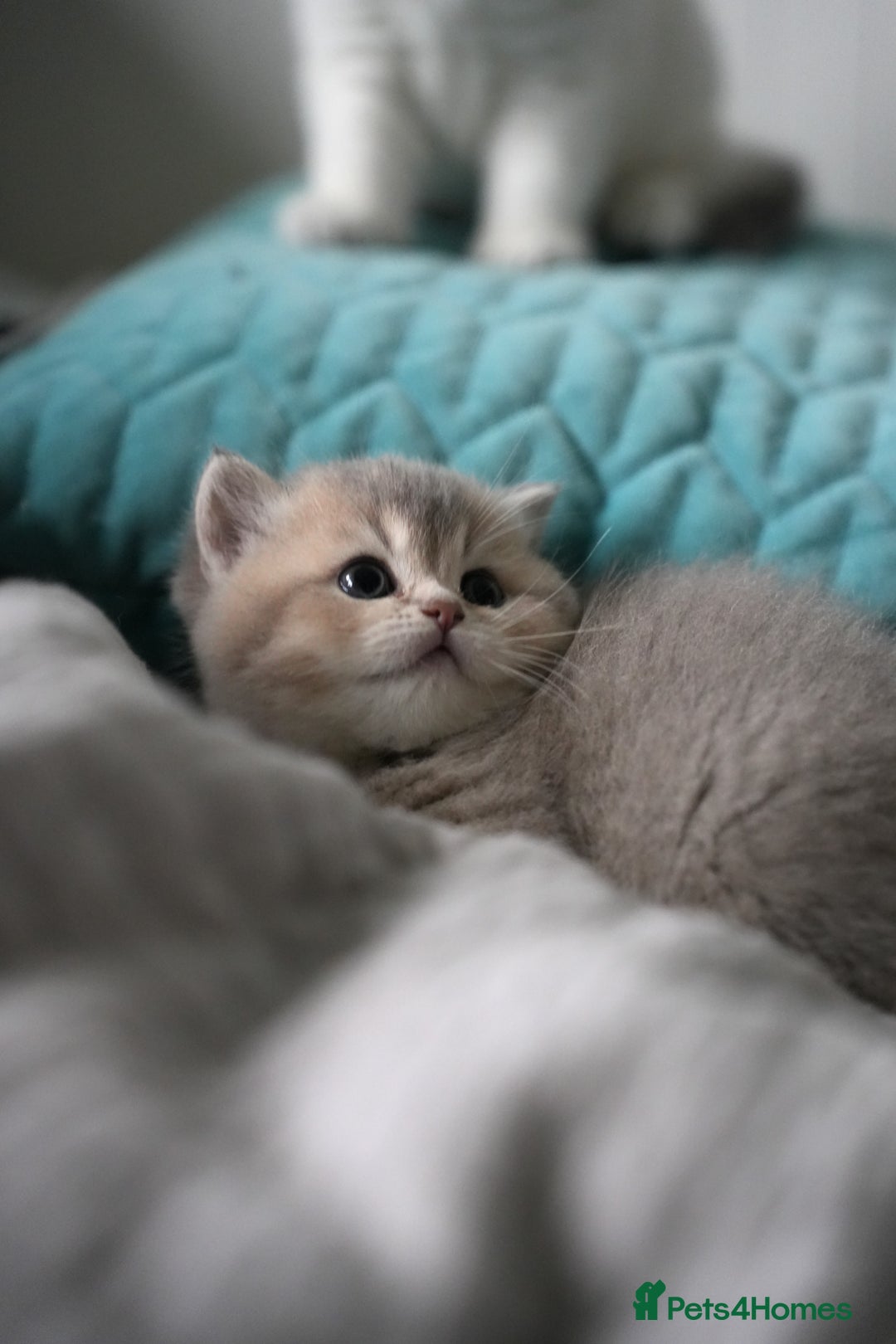 Scottish Fold cats for sale: Scottish fold - Advert 29