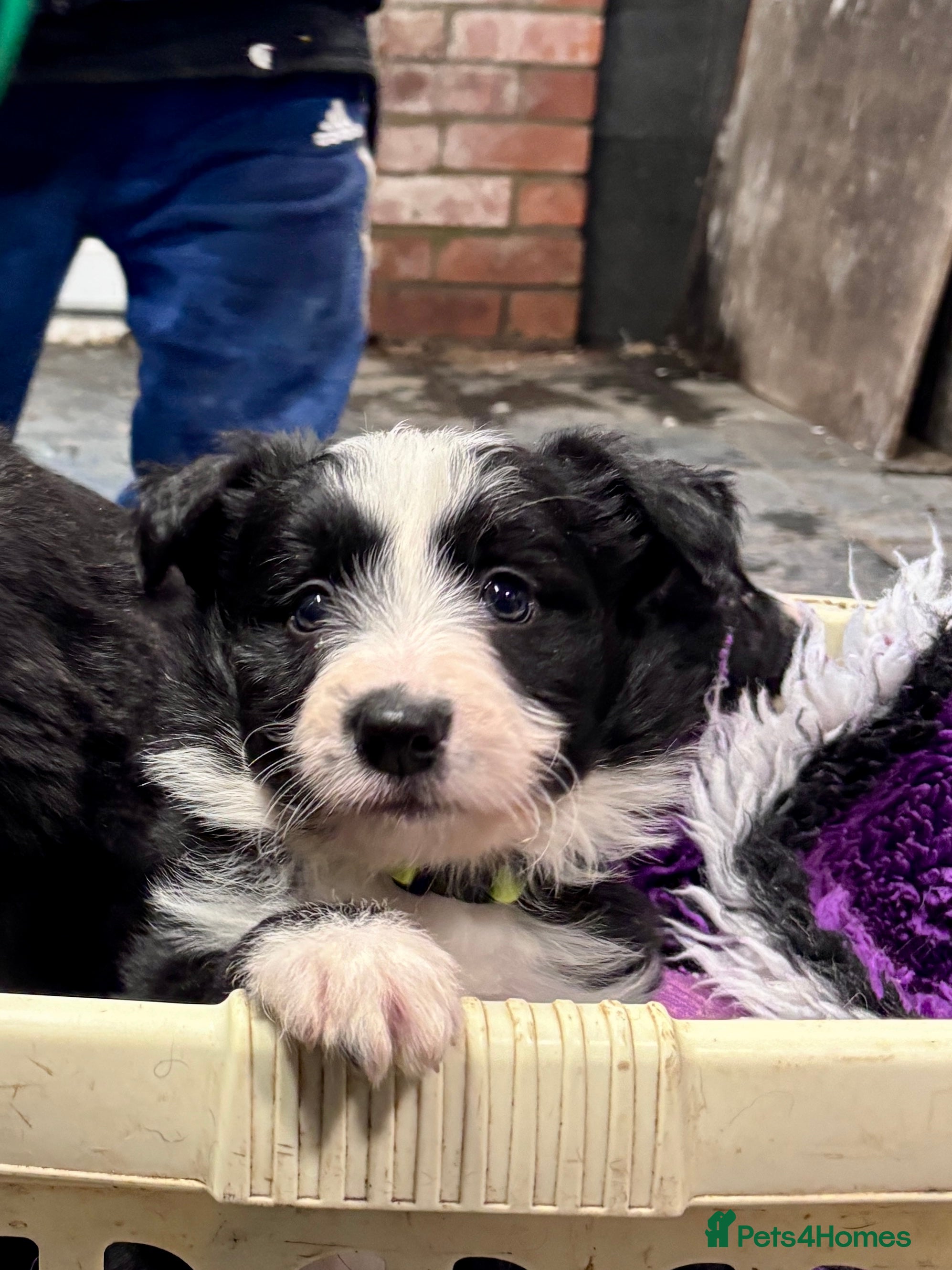 Mixed Breed dogs Bearded Collie x Border Collie male pups - Advert 3