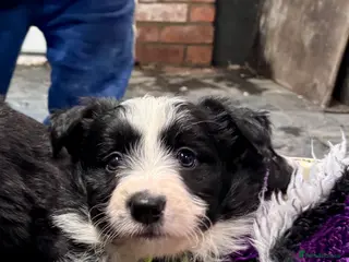 Mixed Breed dogs Bearded Collie x Border Collie male pups - Advert 3
