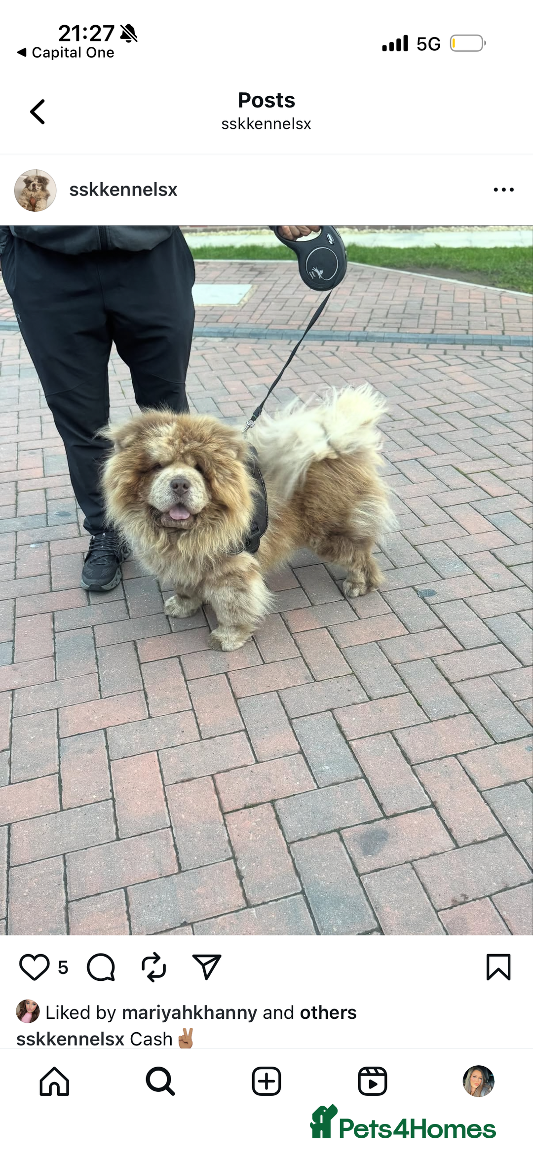 Chow Chow dogs for sale: Lilac Merle and lilac chow chow puppies for sale  - Advert 3
