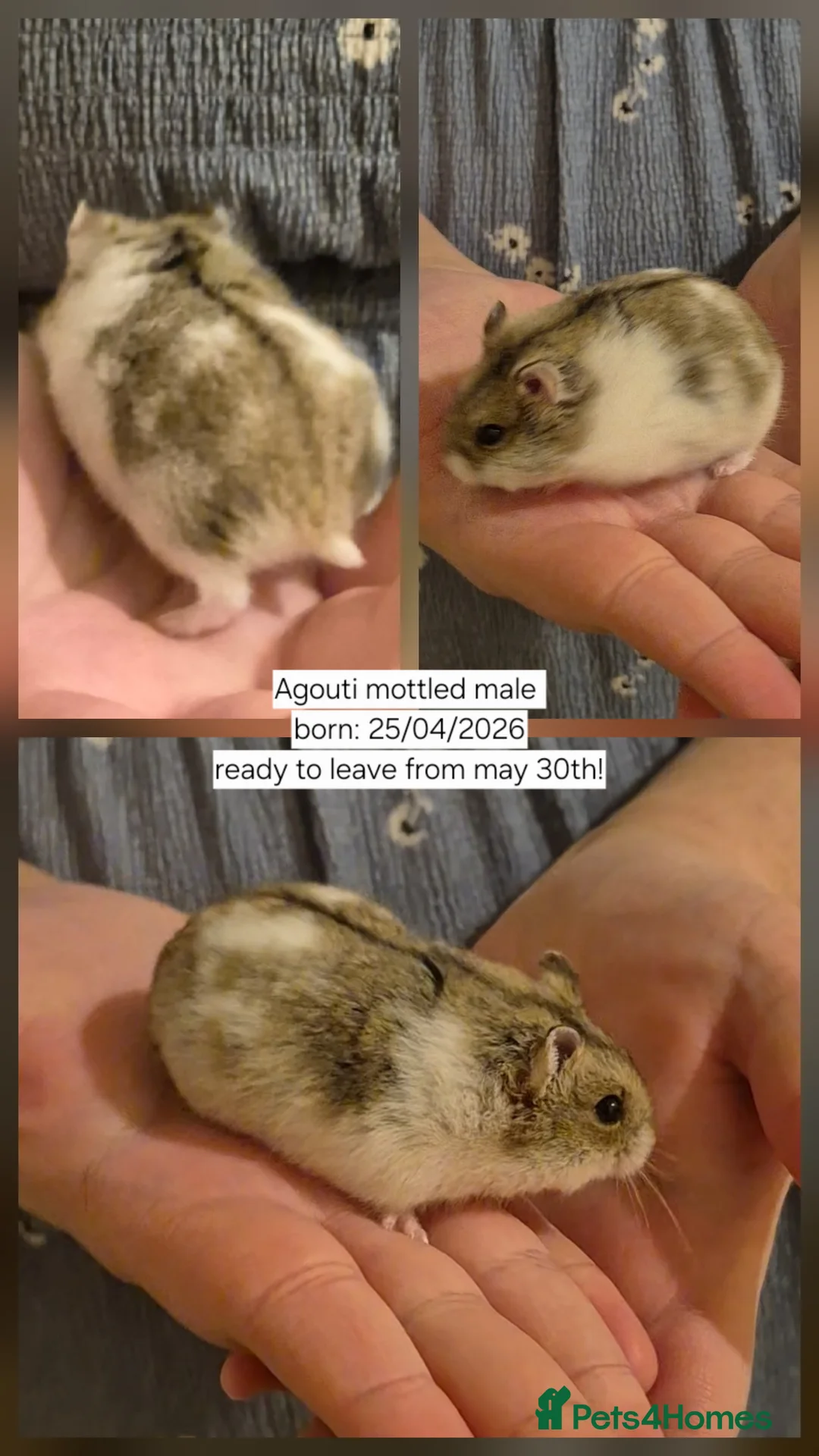 Hamster rodents for sale: Updated 16/05 Pedigree campbell dwarf hamster 👀🏡 - Advert 1