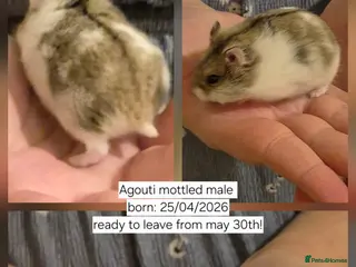 Hamster rodents Updated 16/05 Pedigree campbell dwarf hamster 👀🏡 - Advert 10